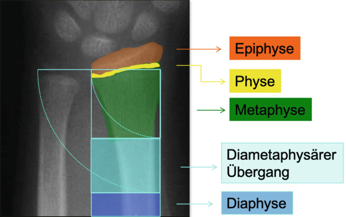 distaler-radius_kind_definition-metaphyse-diametaphyse